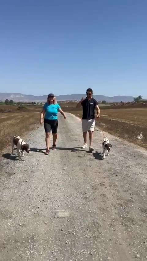 Beagle dogs for adoption: Cooper is in Hampshire & waiting for his family  - Video 4