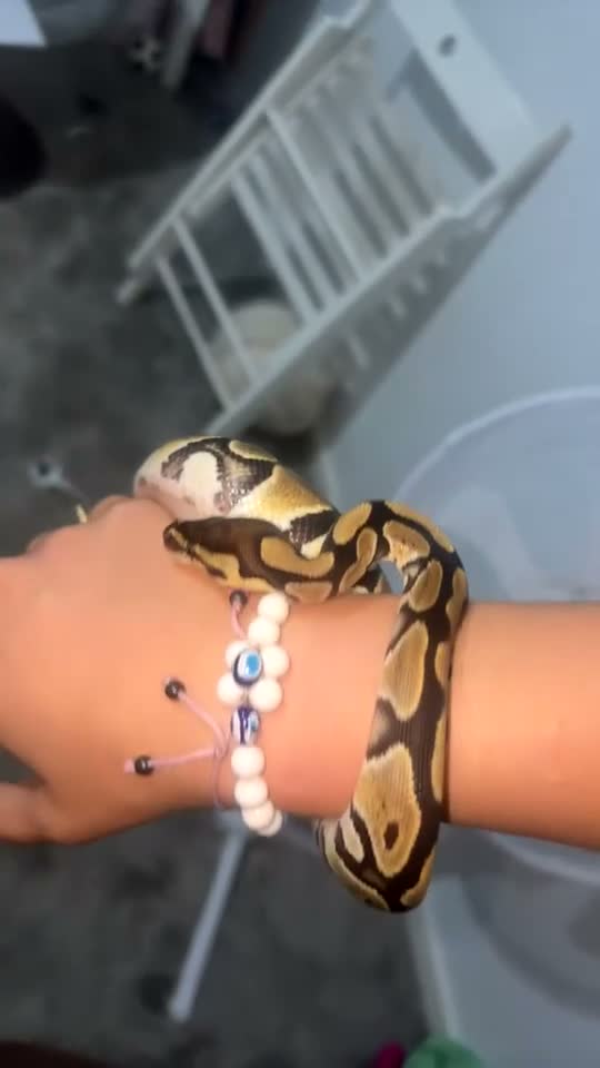 Python Snake reptiles for sale: Royal ball python for sale in Redditch - Video 2