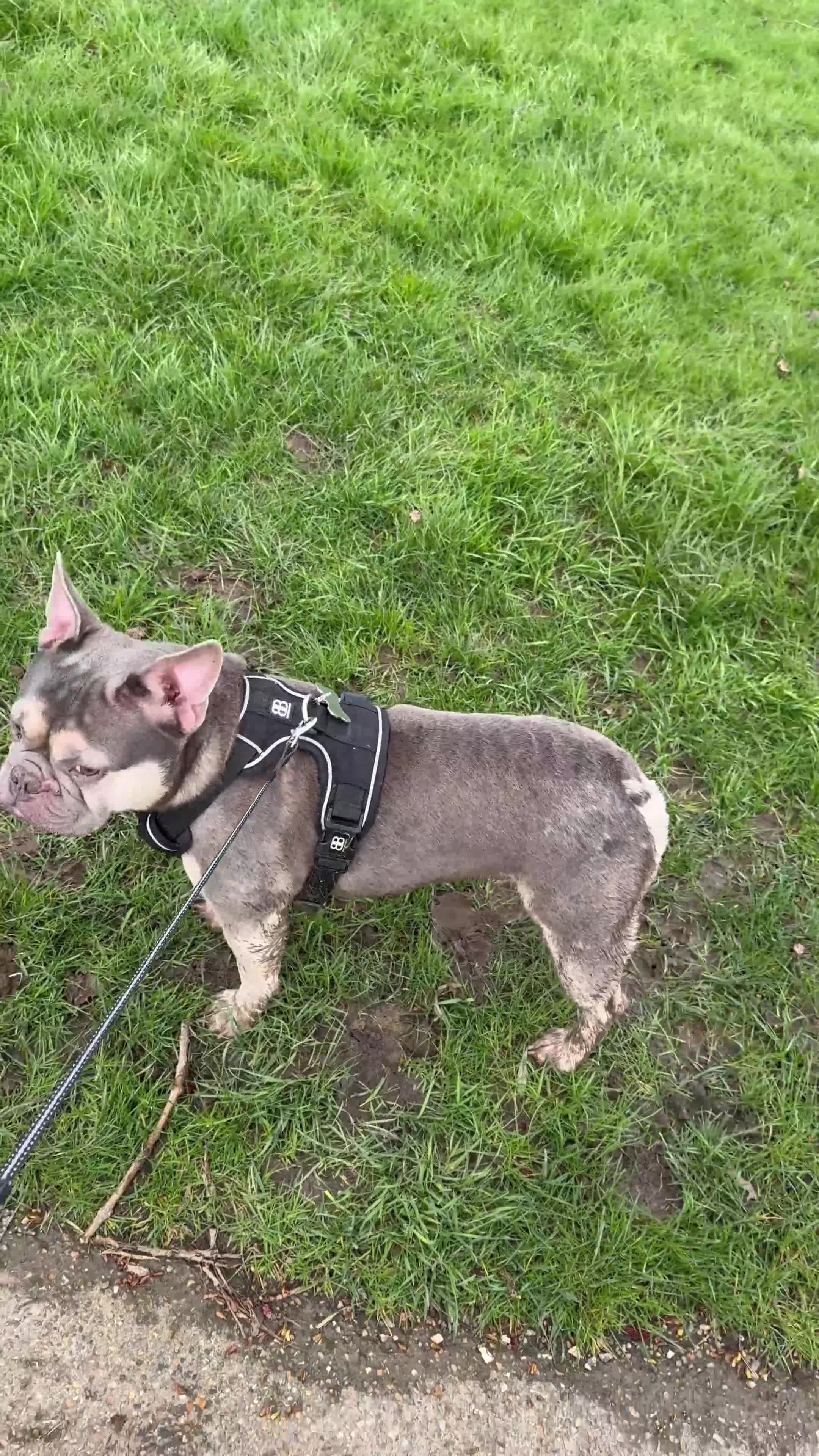 French Bulldog dogs for sale: French Bulldog Looking for a Loving Home – URGENT - Video 1