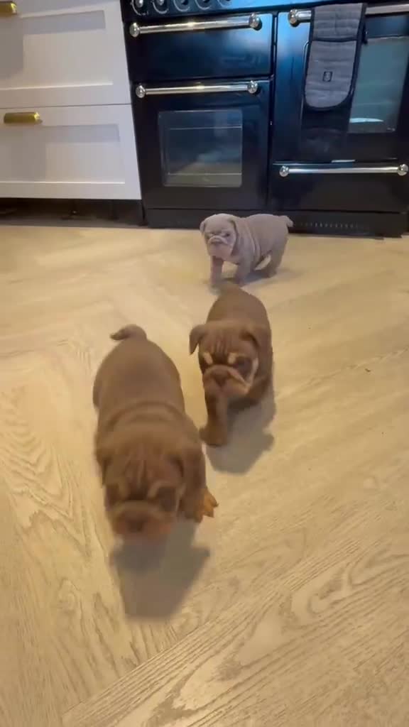 English Bulldog dogs for sale: 💙💙 4 Male Stunning English Bulldog Puppies💙💙 - Video 1