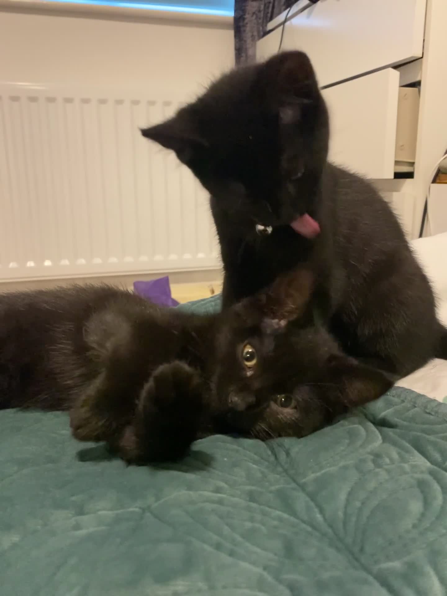 Mixed Breed cats for sale: Male Adult Cat Solo Home - Video 1