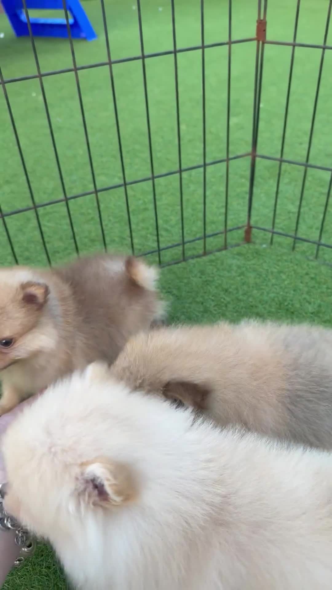 Pomeranian dogs for sale:  **  Pomeranian puppy’s ready to leave  in Liverpool - Video 1