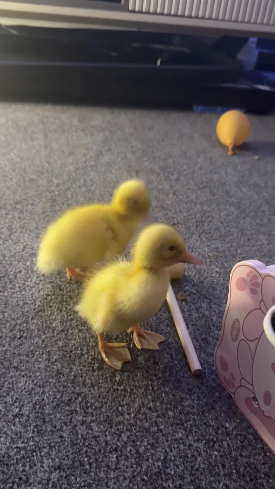 Mixed Breed birds for sale: Braddock white babies in Romford - Video 2