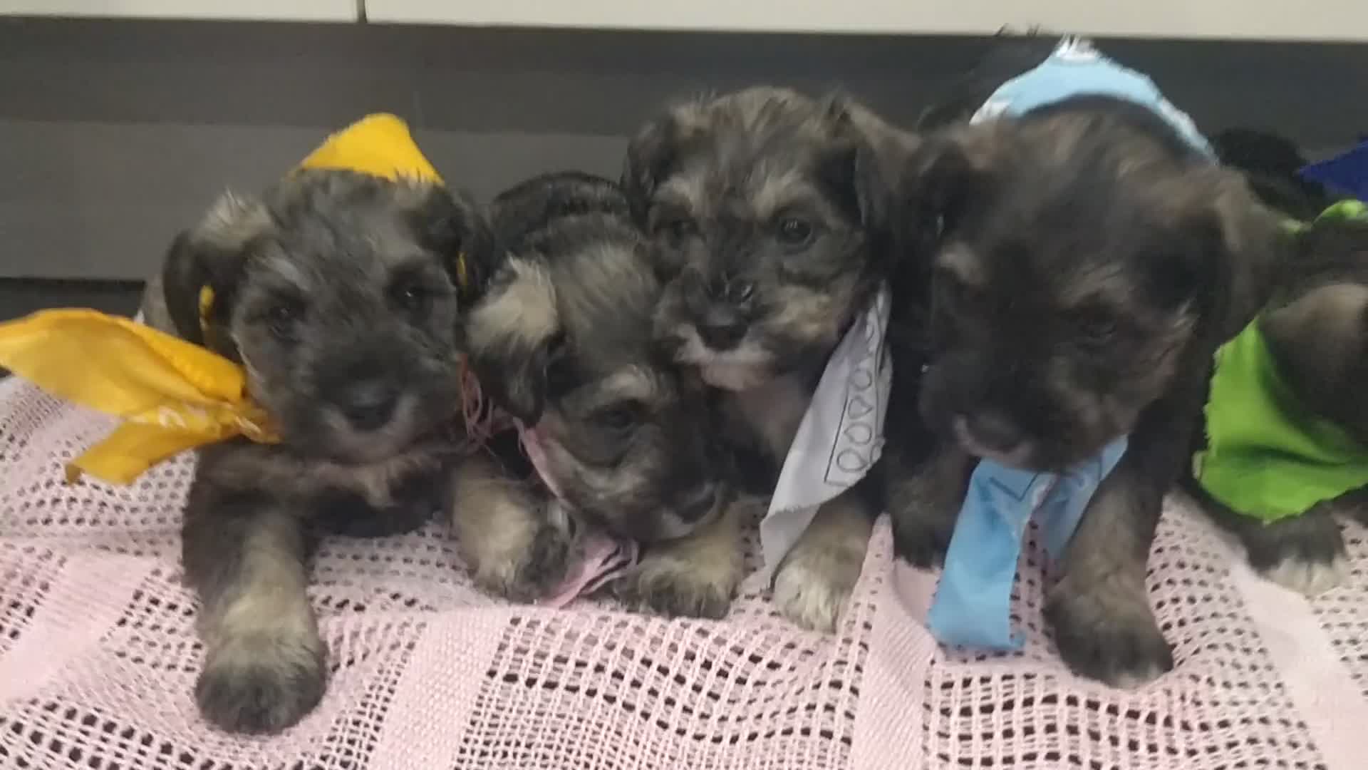 Miniature Schnauzer dogs for sale: Miniature Schnauzer puppy  - Video 1