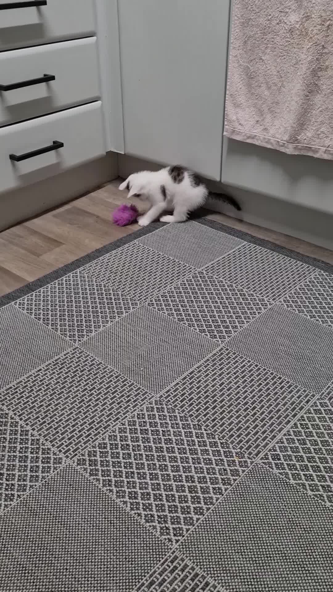 Mixed Breed cats for sale: Kittens😻🧡🧡🩶🤍 - Video 2