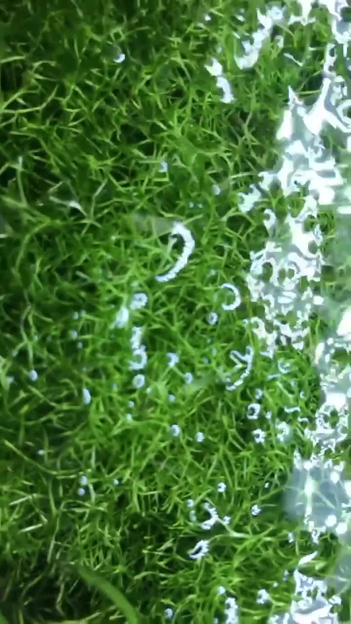 Corys fish for sale: Guppy grass*Riccia*CHEMICAL FREE*BUY 2 Get 1 FREE* - Video 2