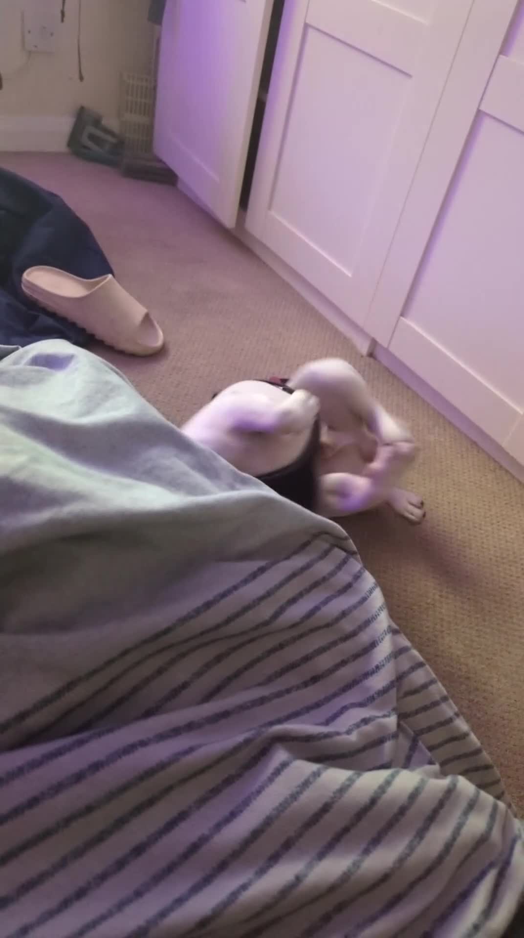 French Bulldog dogs for sale: Platinum Frenchies need love - Video 1