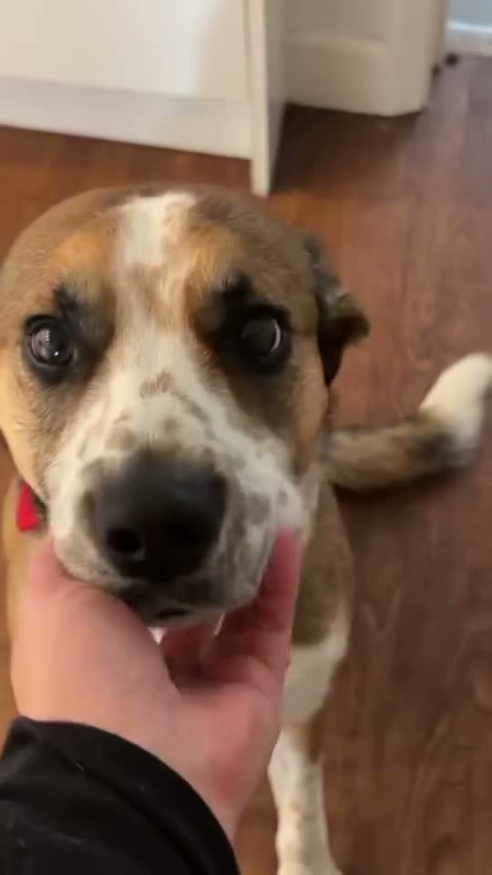 Mixed Breed dogs for sale: Rio 4yr Old Collie Cross in Pontyclun - Video 1