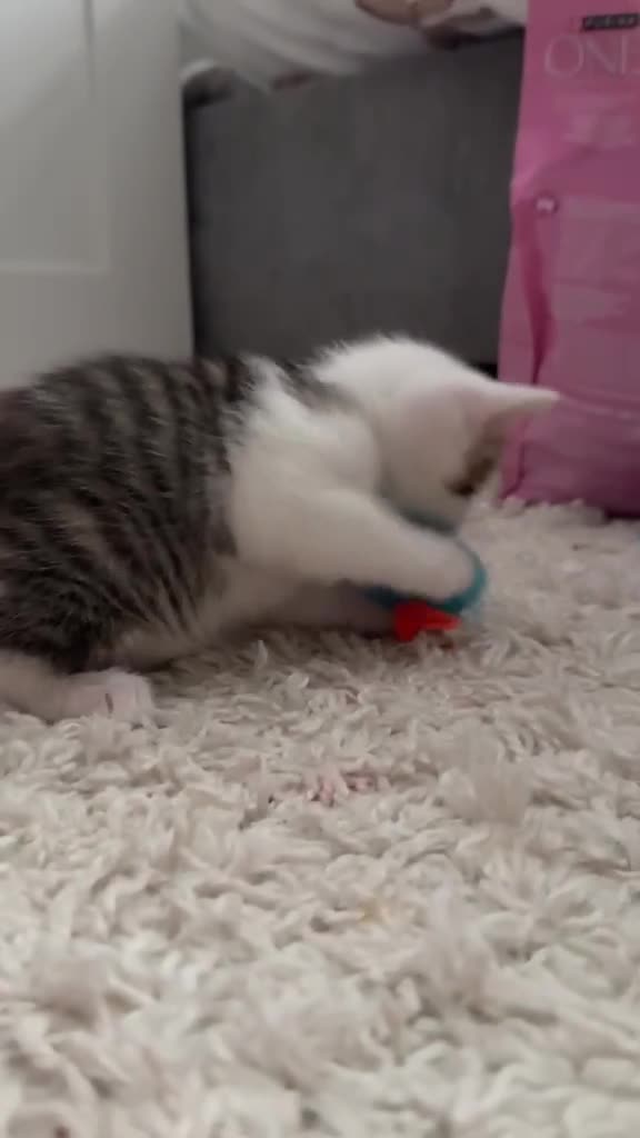 Mixed Breed cats for sale: Litter of 6 Gorgeous kittens  - Video 2