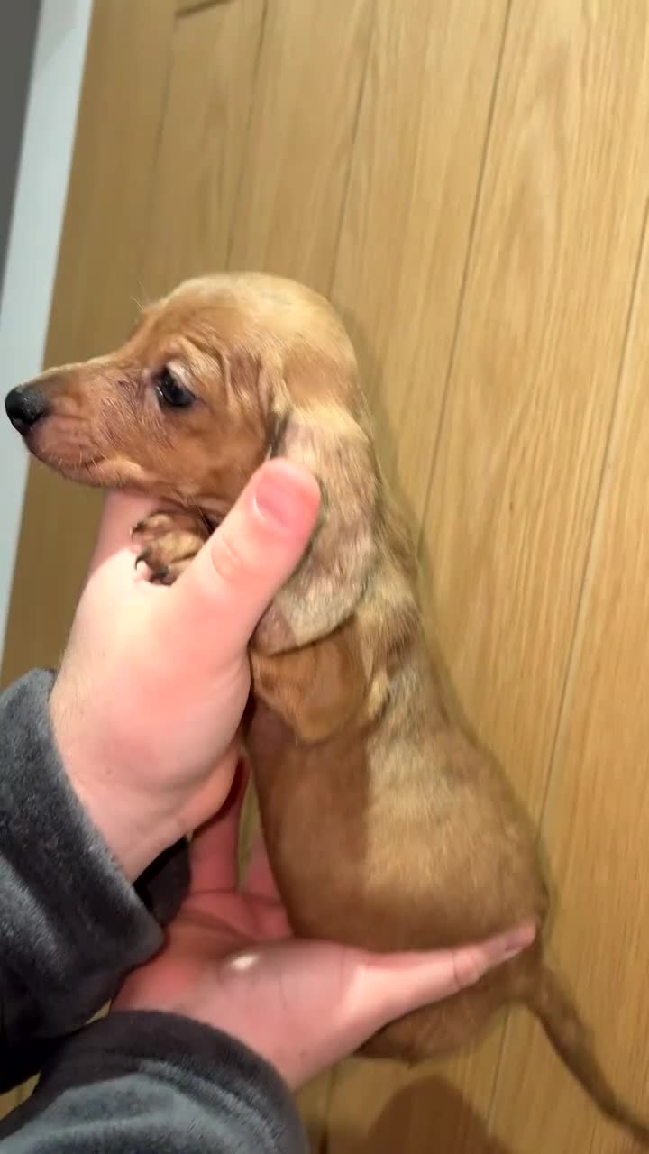 Miniature Dachshund dogs for sale: 2 Beautiful female miniature dachshund - Video 1