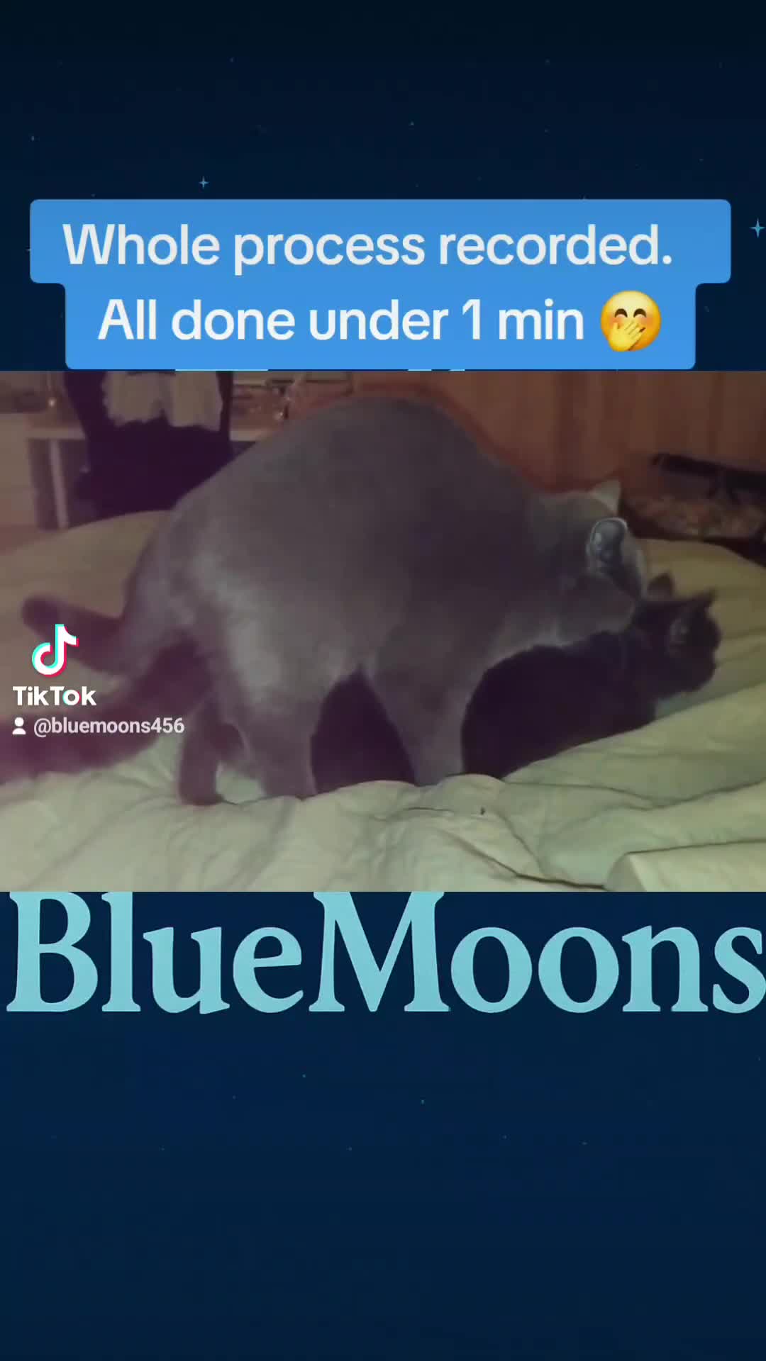 British Shorthair cats for stud: British Shorthair Stud  - Video 3