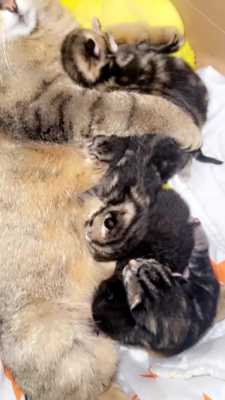 Pixie Bob cats for sale: 3 pixie bobs mixed  in Sheffield - Video 4