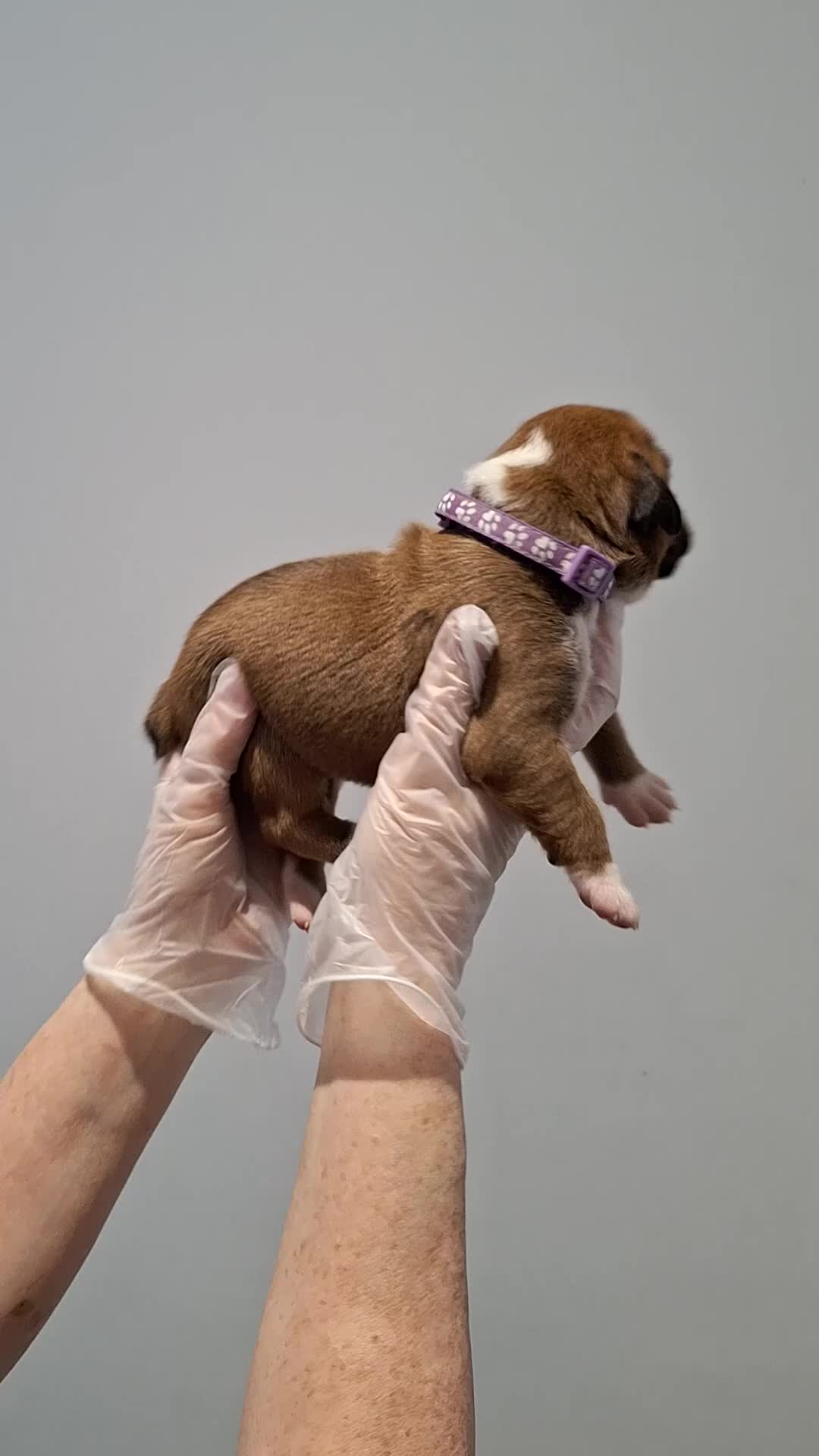 Boxer dogs for sale: 1 GIRL LEFT. KC REG FLASHY BOXER  - Video 1