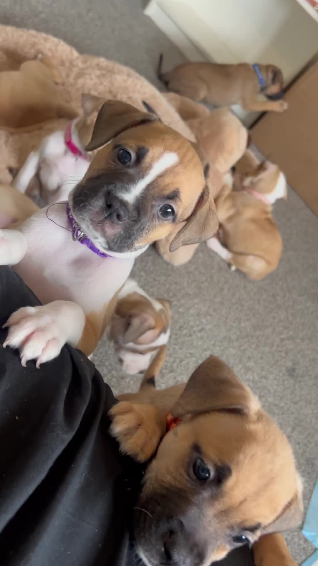 American Bull Staffy dogs for sale: American Bull Staffs - Video 3