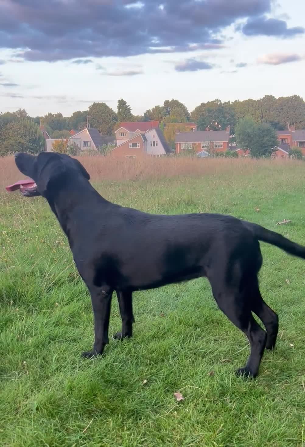 Labrador Retriever dogs for sale: 🖤🤎Superb, Kc Reg, Health Tested, Lab Pups🤎🖤 - Video 1