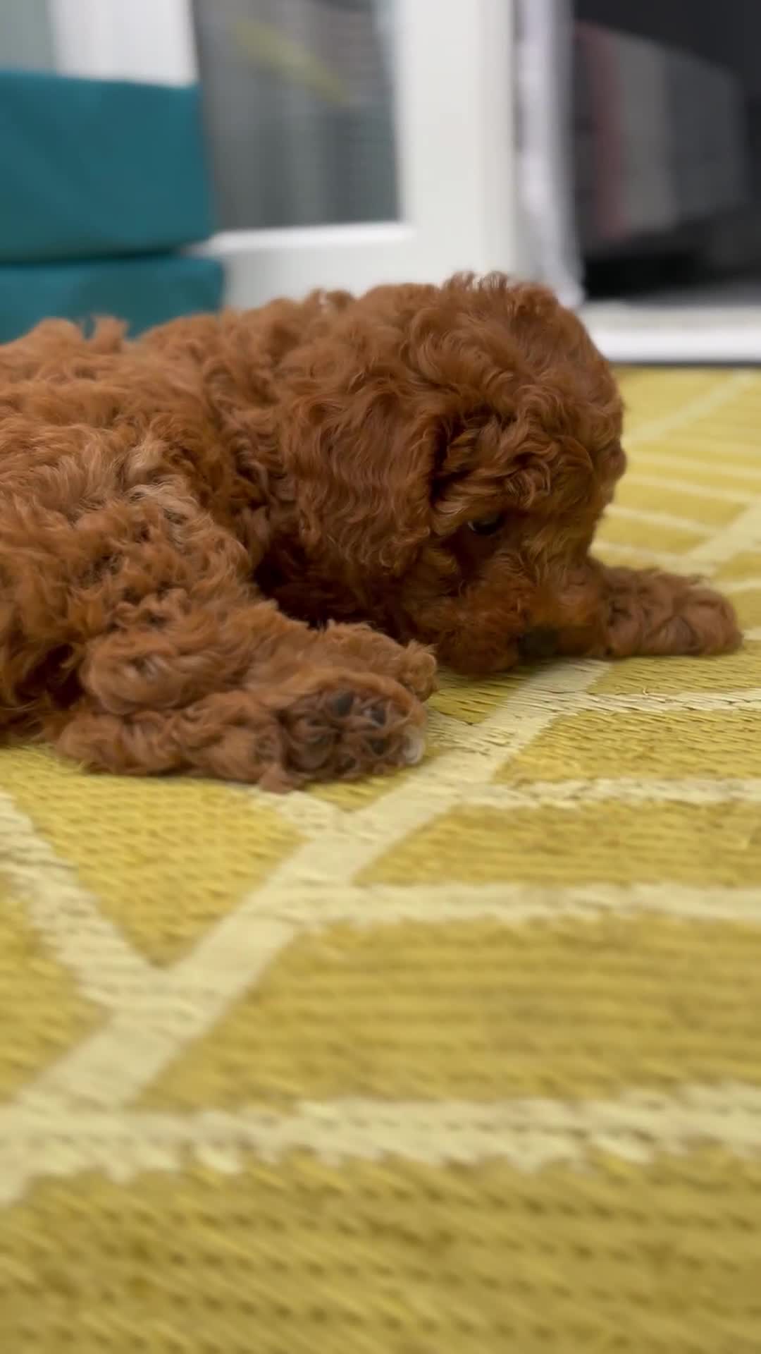 Toy Poodle dogs for sale: Adorable Toy Poodle Pups Looking for Forever Homes - Video 1