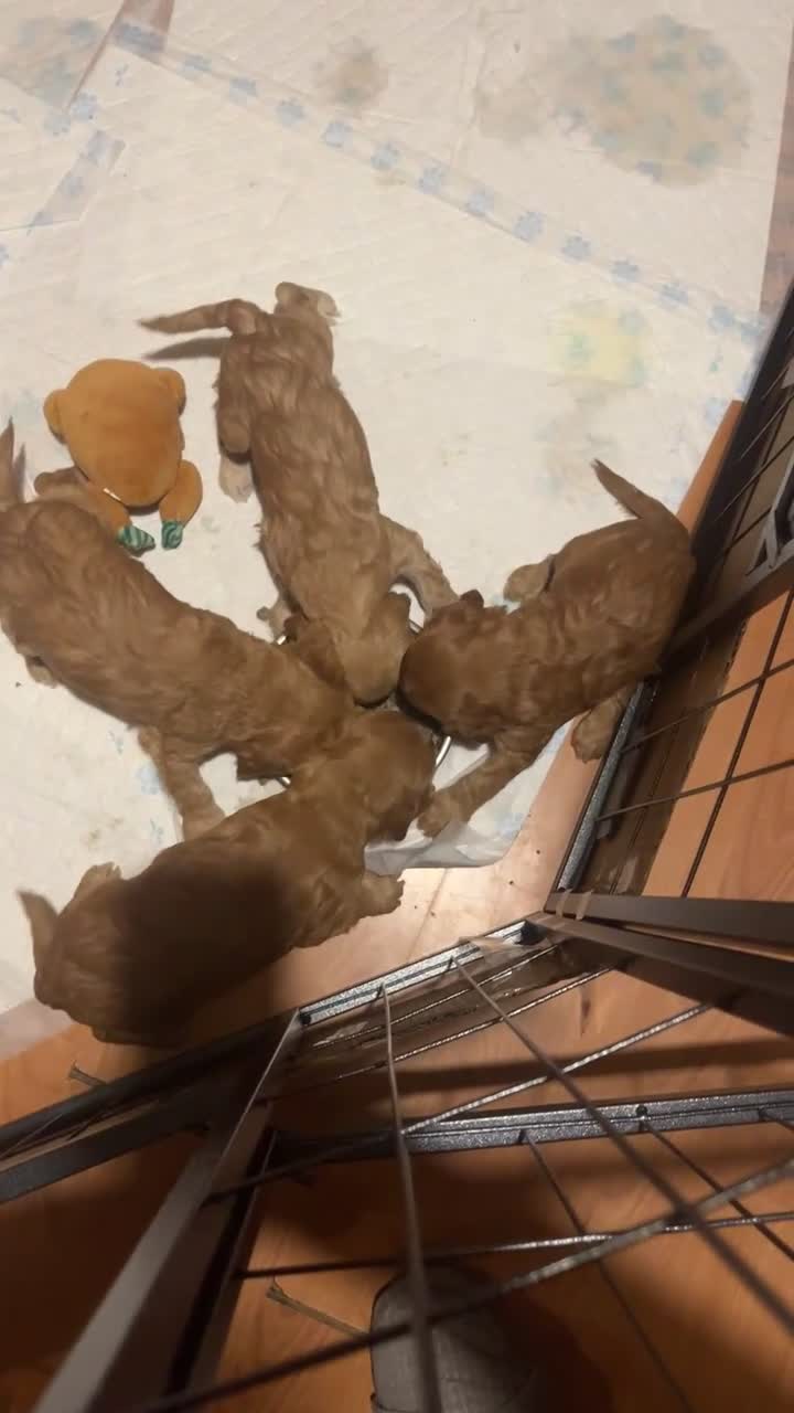 Cockapoo dogs for sale: Cockapoo F1B puppies - Video 1