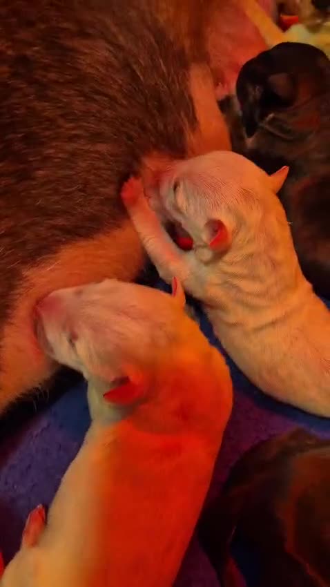 English Bull Terrier dogs for sale: English Bull Terriers Champion Bloodlines  - Video 2