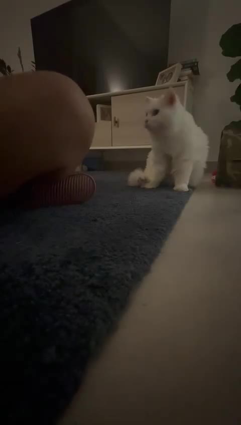 Mixed Breed cats for adoption: MYKO- MIX PERSIAN INDOOR HEALTHY NEUTERED BOY CALM - Video 1