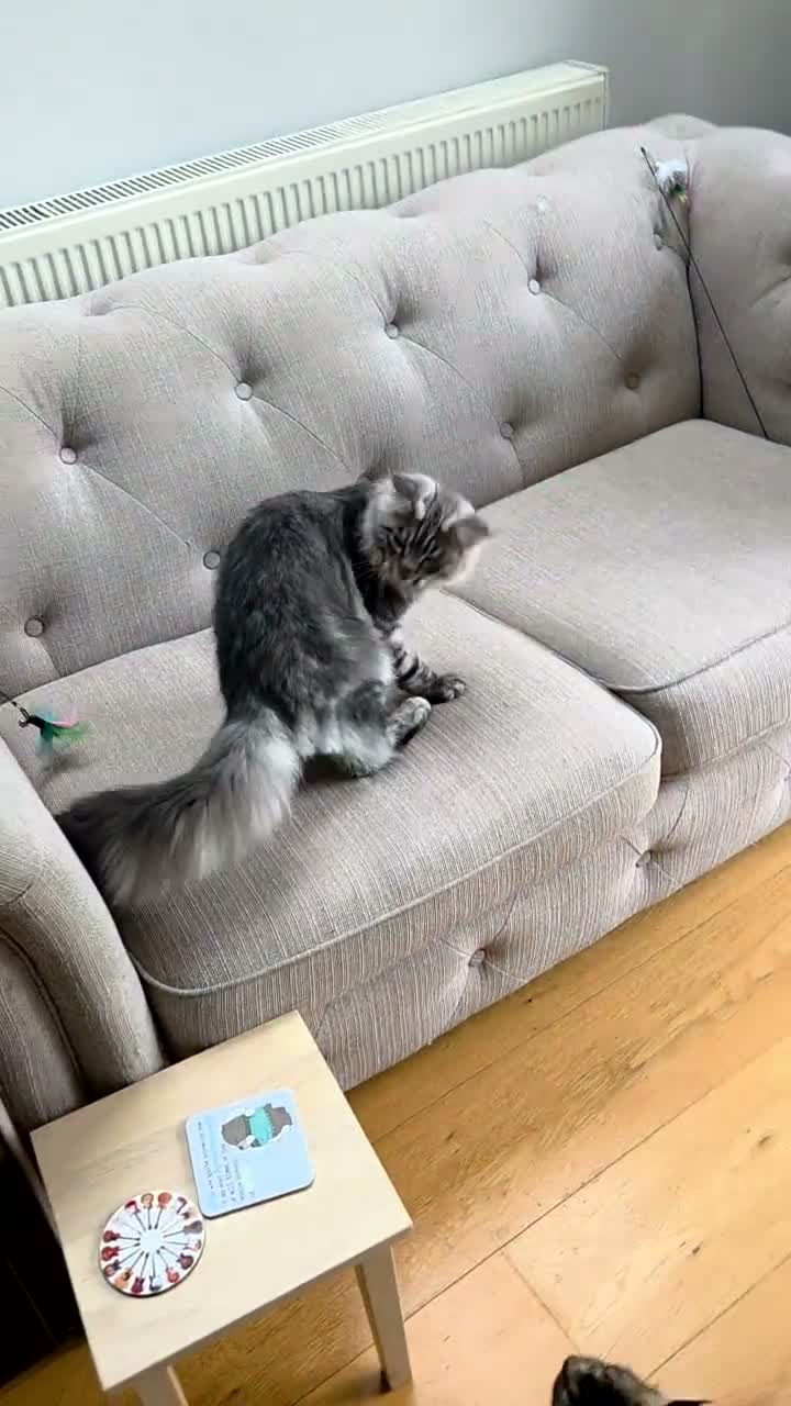 Maine Coon cats for sale: 2 Beautiful kittens looking for a loving family - Video 4