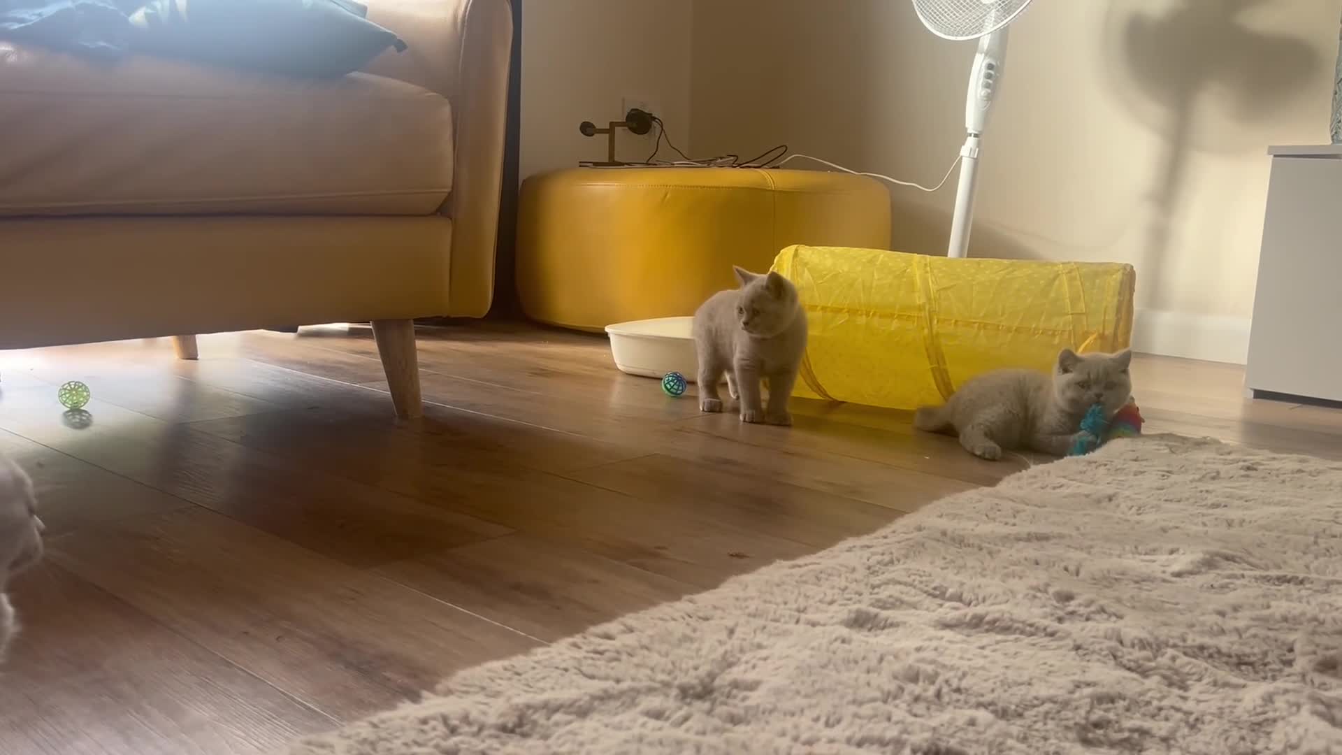 British Shorthair cats for sale: Tica registered British Shorthair Kittens  - Video 2