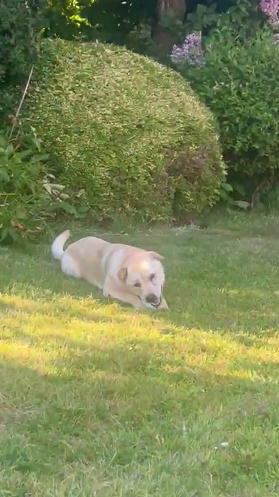 Mixed Breed dogs for adoption: ❤️🐶 LAIMA – HOW IS THIS WONDERFUL GIRL WAITING - Video 3