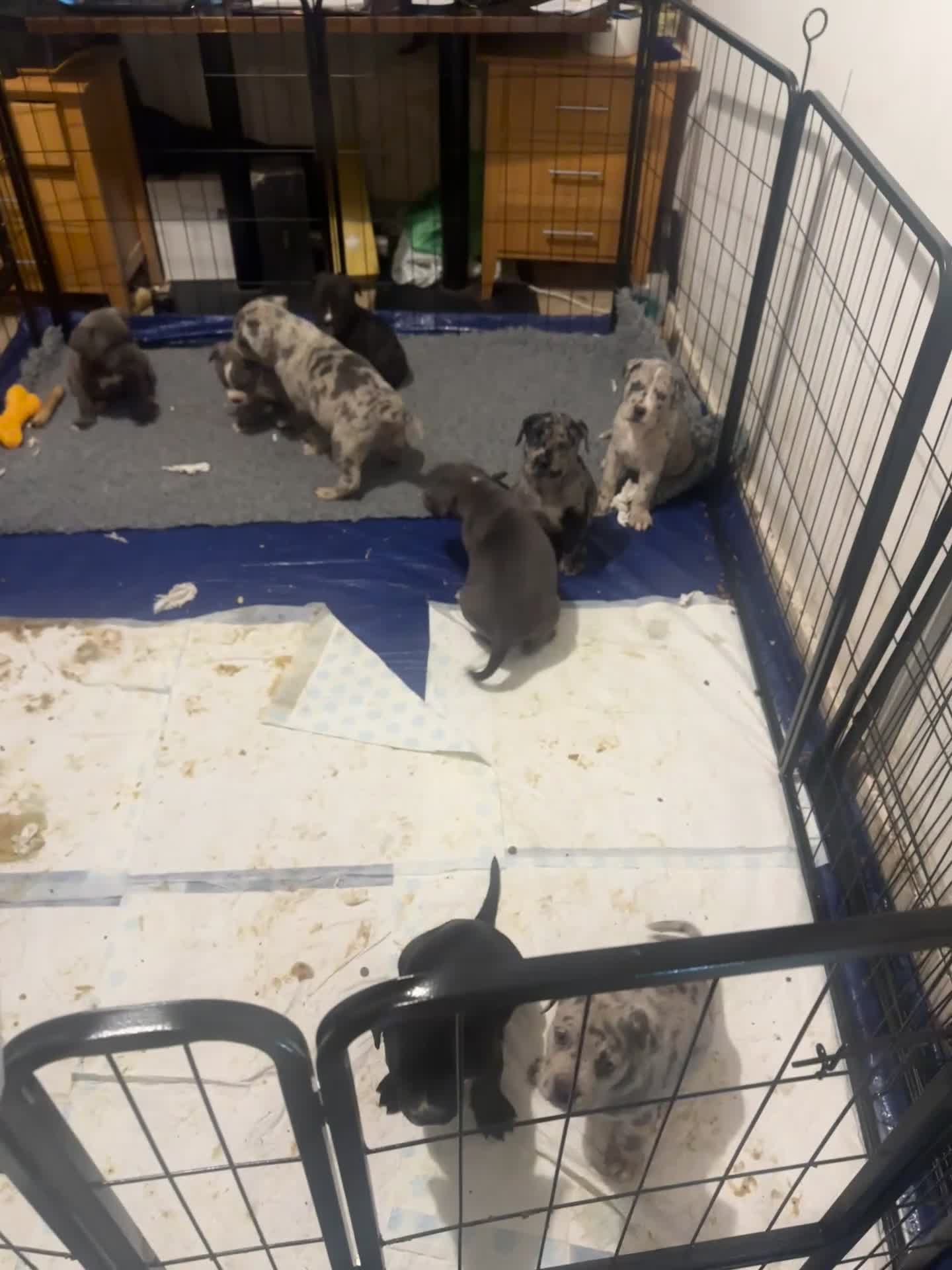 Mixed Breed dogs for sale: Stunning litter of puppies ***cheap*** - Video 1