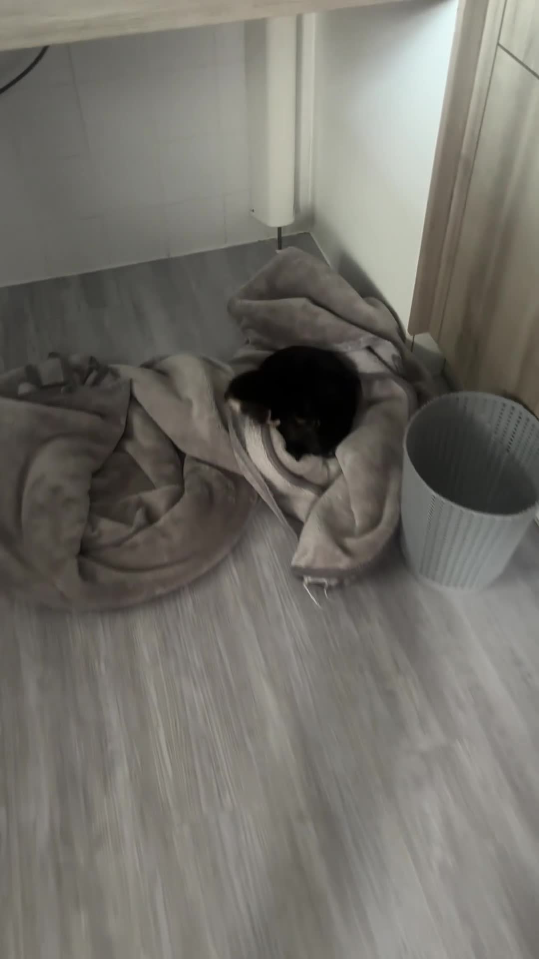 Chihuahua dogs for sale: Apple Head Chihuahua Puppies  in Chelmsford - Video 2