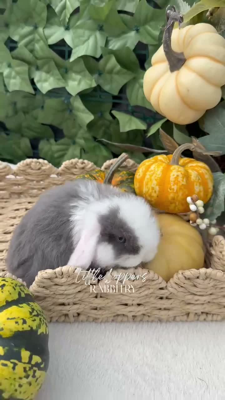 Mini Lop rabbits for sale: Baby Mini Lop Bunnies to reserve! - Video 2