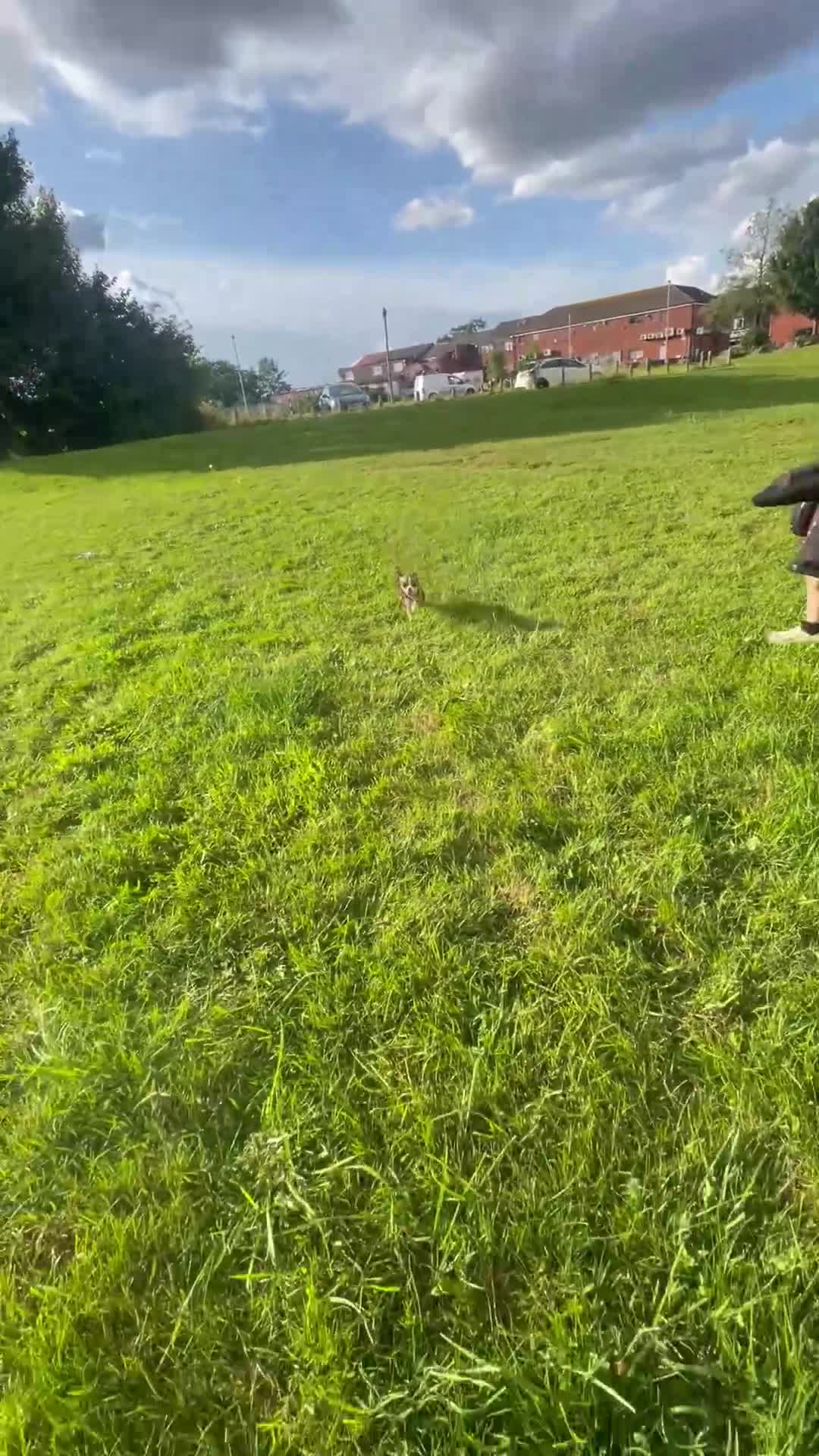 Chihuahua dogs for sale: Female Chihuahua (9 months old) - Video 1