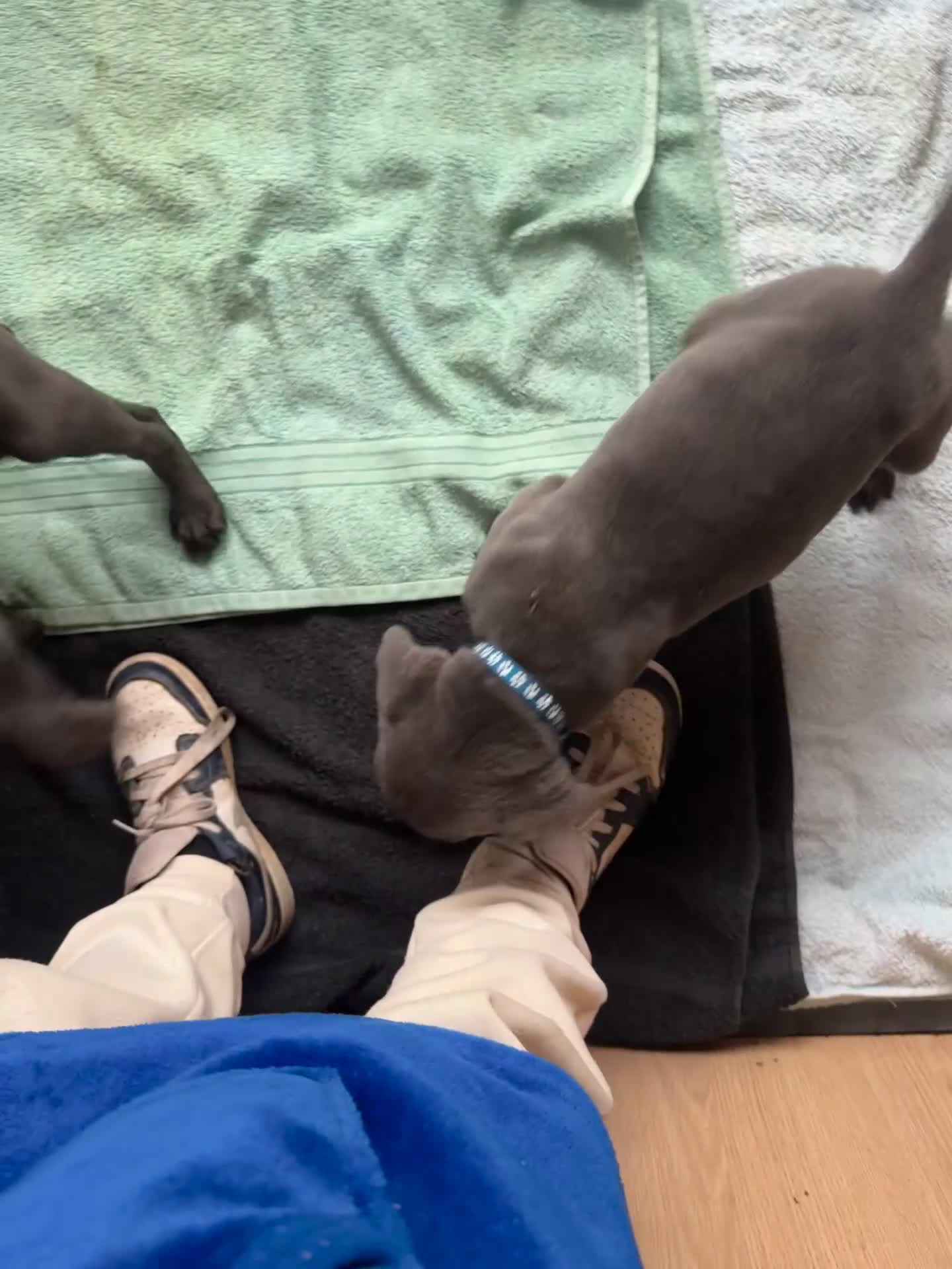 Cane Corso dogs for sale: 1 male puppy  - Video 3