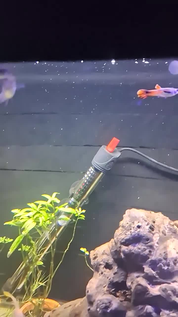 Live Bearers fish for sale: Beautiful Home-Bred Colorful Guppy Fish in Wednesbury - Video 4