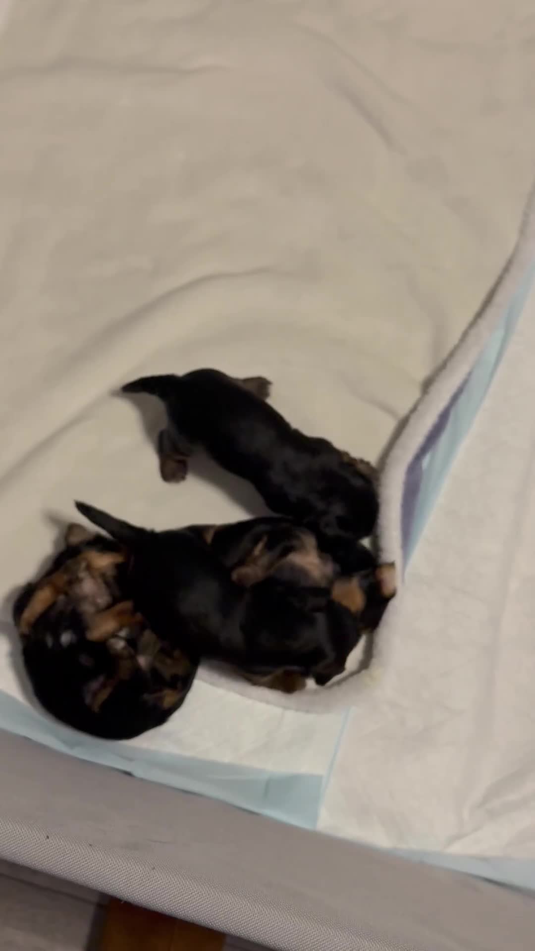 Yorkshire Terrier dogs for sale: Beautiful Yorkshire terrier pups in Saint Helens - Video 2