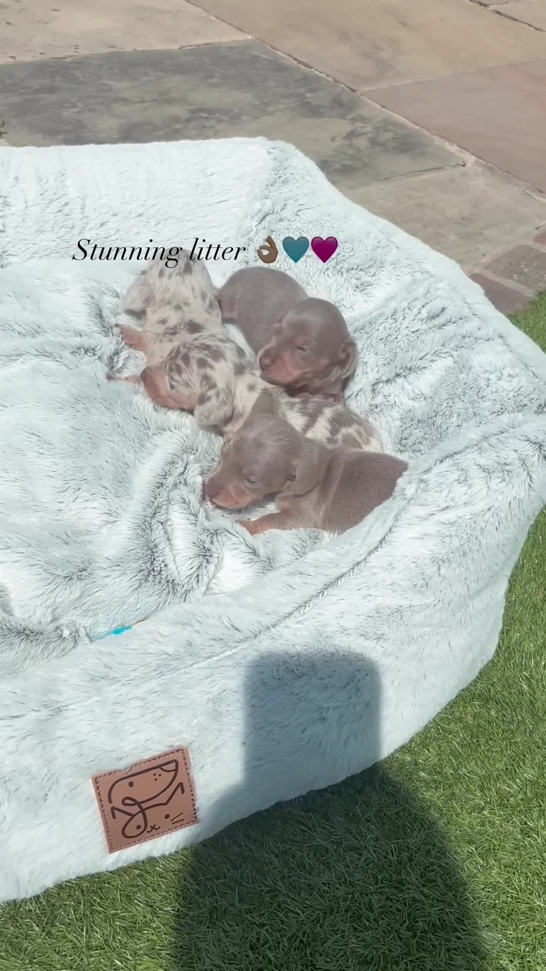 Miniature Dachshund dogs for sale: Stunning KC true miniature dachshund puppies - Video 1