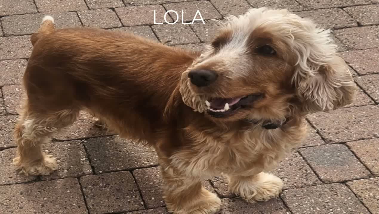 Cocker Spaniel dogs for sale: Pure Bred Show Cockers - KC Reg, Health Checked - Video 2