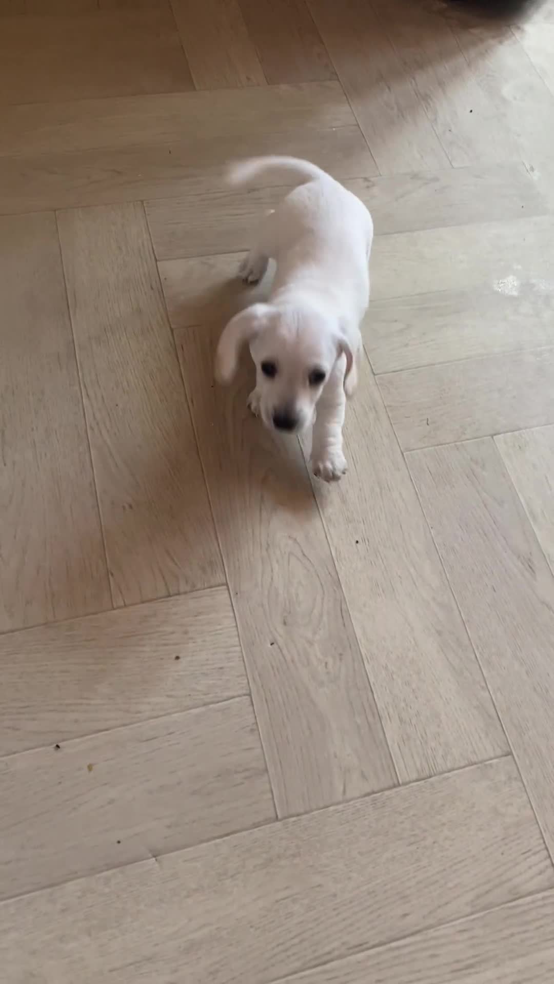 Dachshund dogs for sale: Stunning male Dachshund puppies  - Video 2