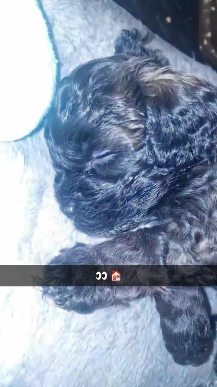 Mixed Breed dogs for sale: Floodle  - Video 3