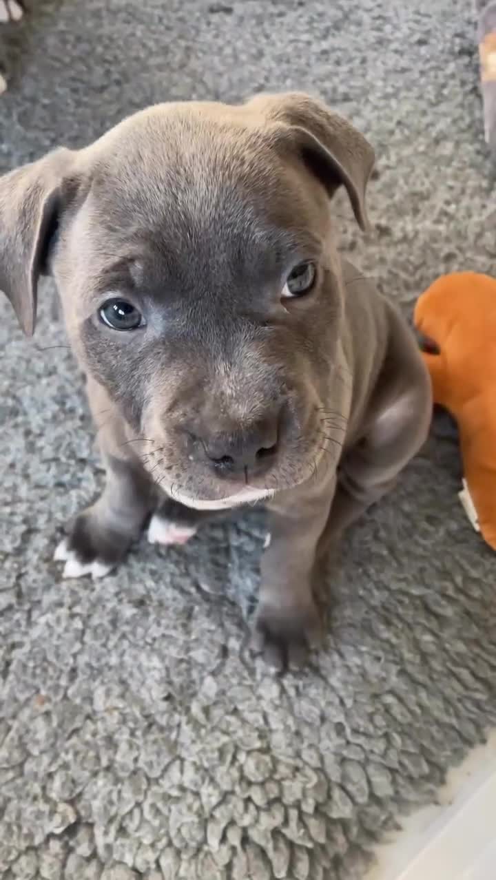 Staffordshire Bull Terrier dogs for sale: Adorable Staffy Puppies for sale  in London - Video 1