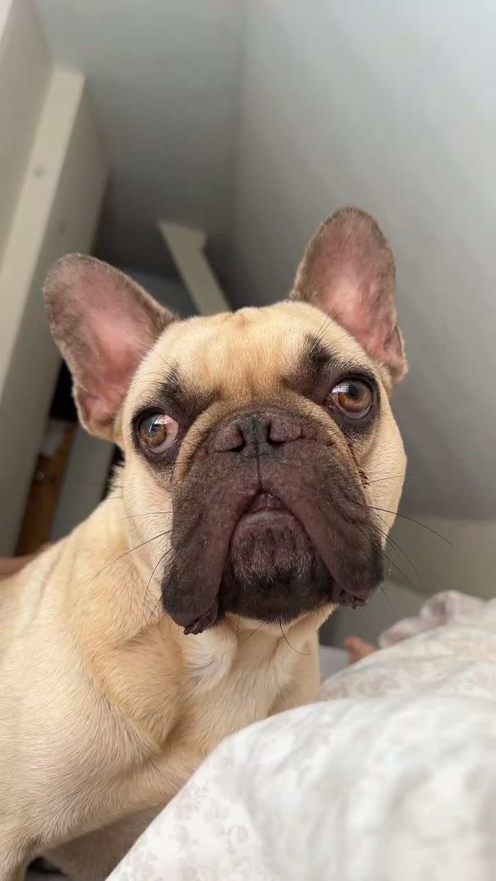 French Bulldog dogs for sale: 🐾3yr Old Frenchie looking for his forever home🐾 - Video 2