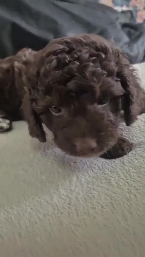 Sproodle dogs for sale: Beautiful Sproodles 1 black girl&1 chocolate boy - Video 5