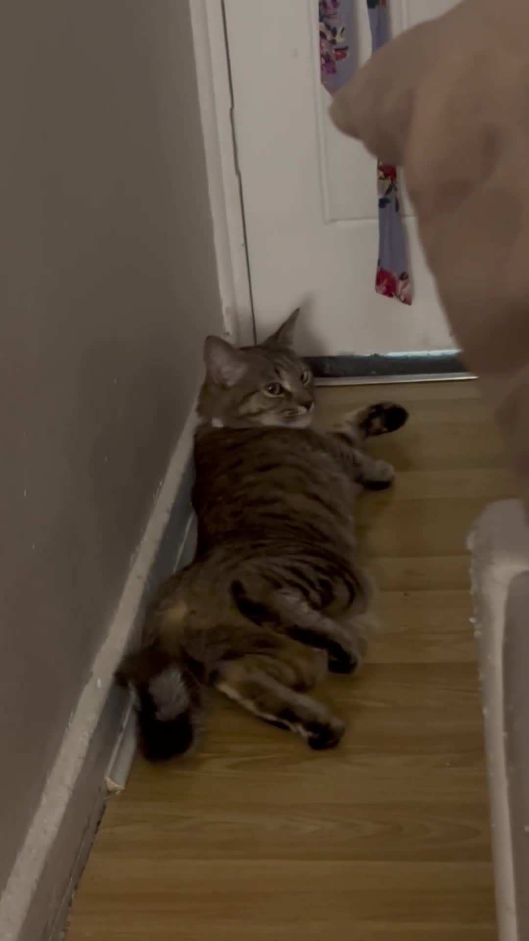 Mixed Breed cats for sale: 🐱 Handsome little boy kittens 💙 - Video 2