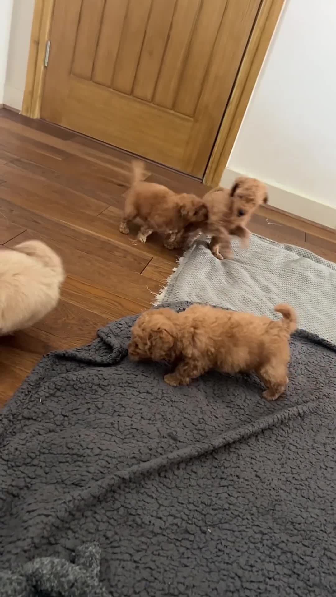Toy Poodle dogs for sale: Beautiful toy poodle 💙 ready for forever homes 💙 - Video 2