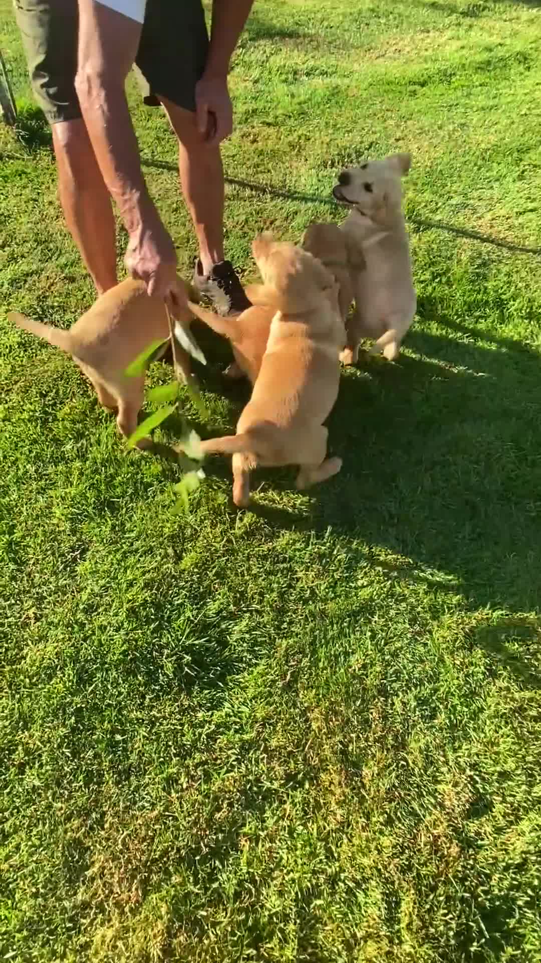 Labrador Retriever dogs for sale: KC Registered Labrador Retriever puppies  - Video 1