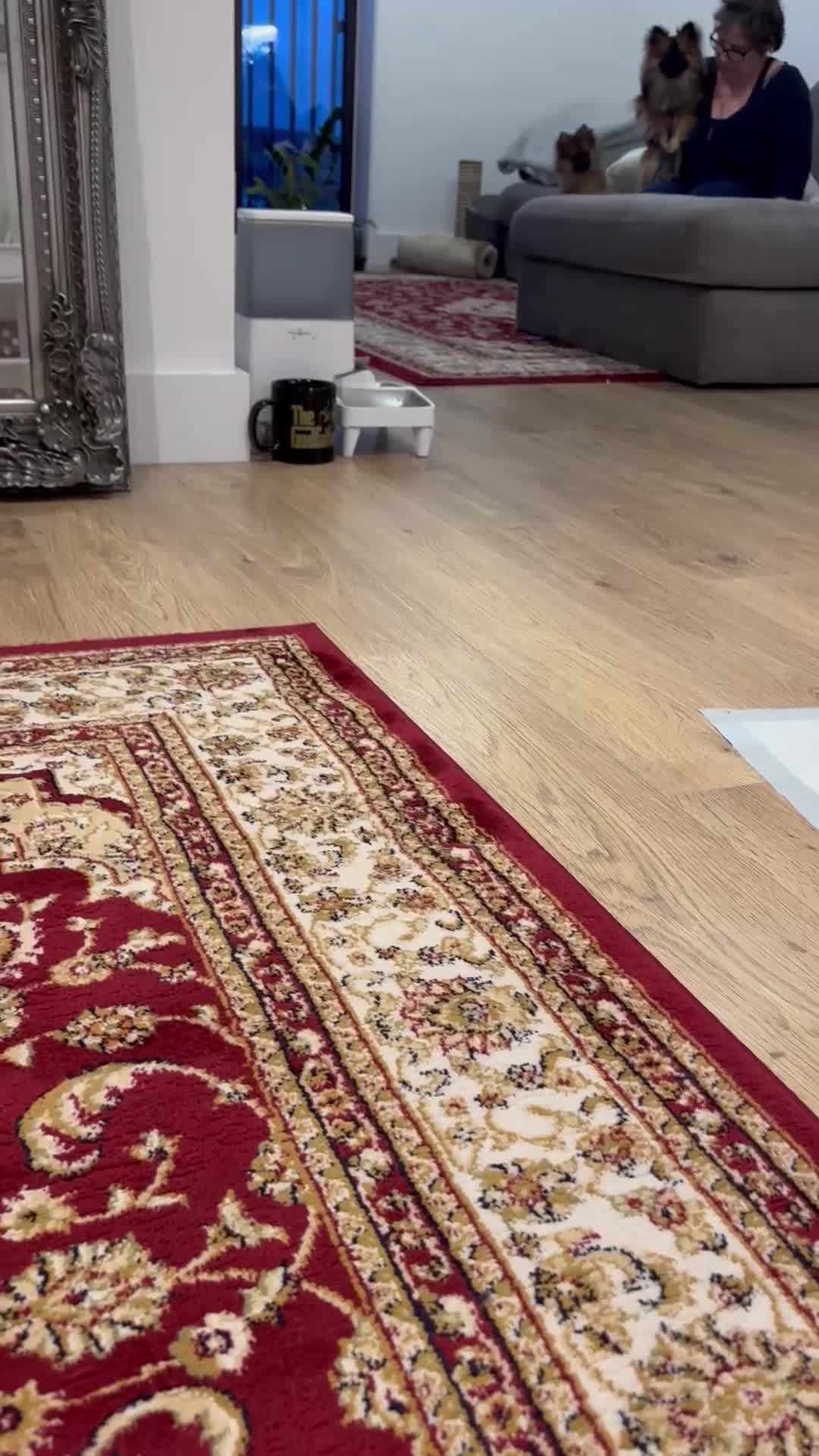 Pomeranian dogs for sale: 🐾 Stunning Male Pomeranian Puppy – £1,750 🐾 - Video 2