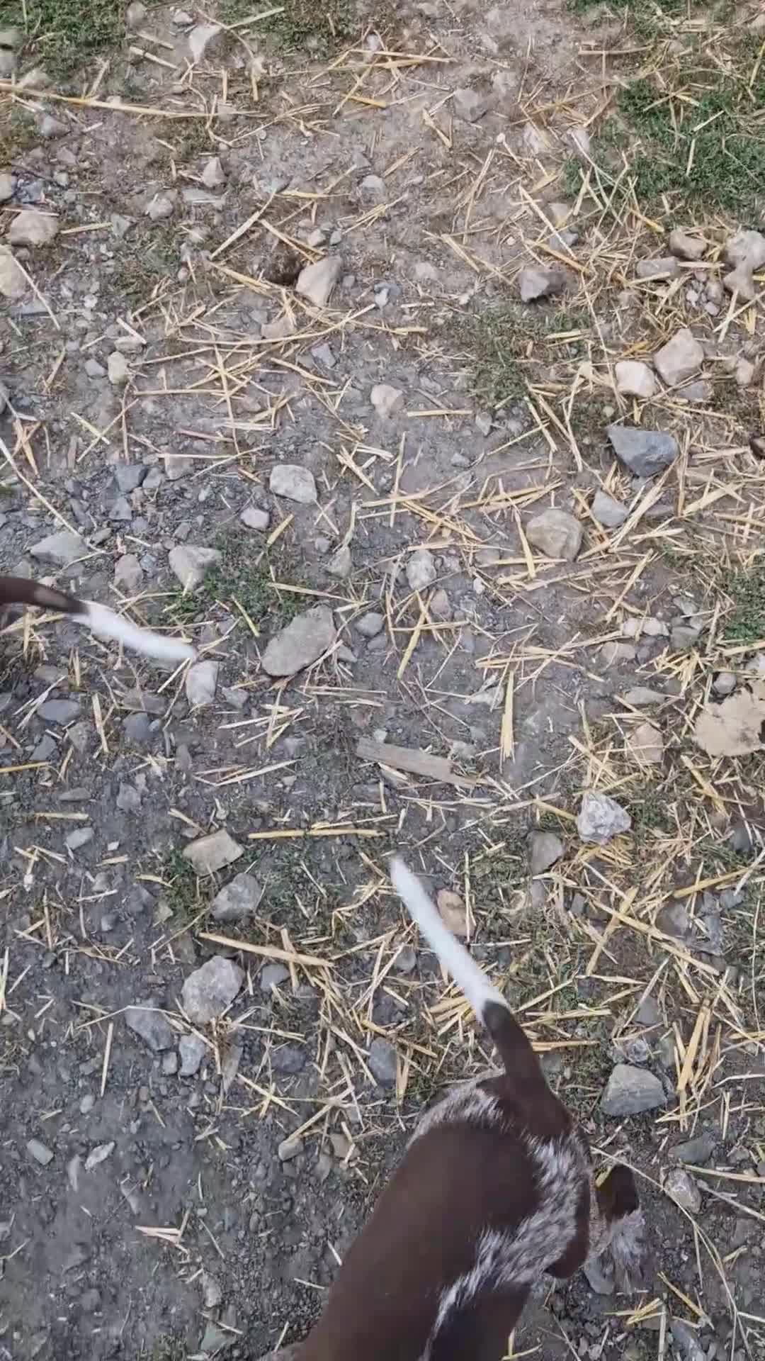 German Shorthaired Pointer dogs for sale: German Shorthair Pointer - Video 1