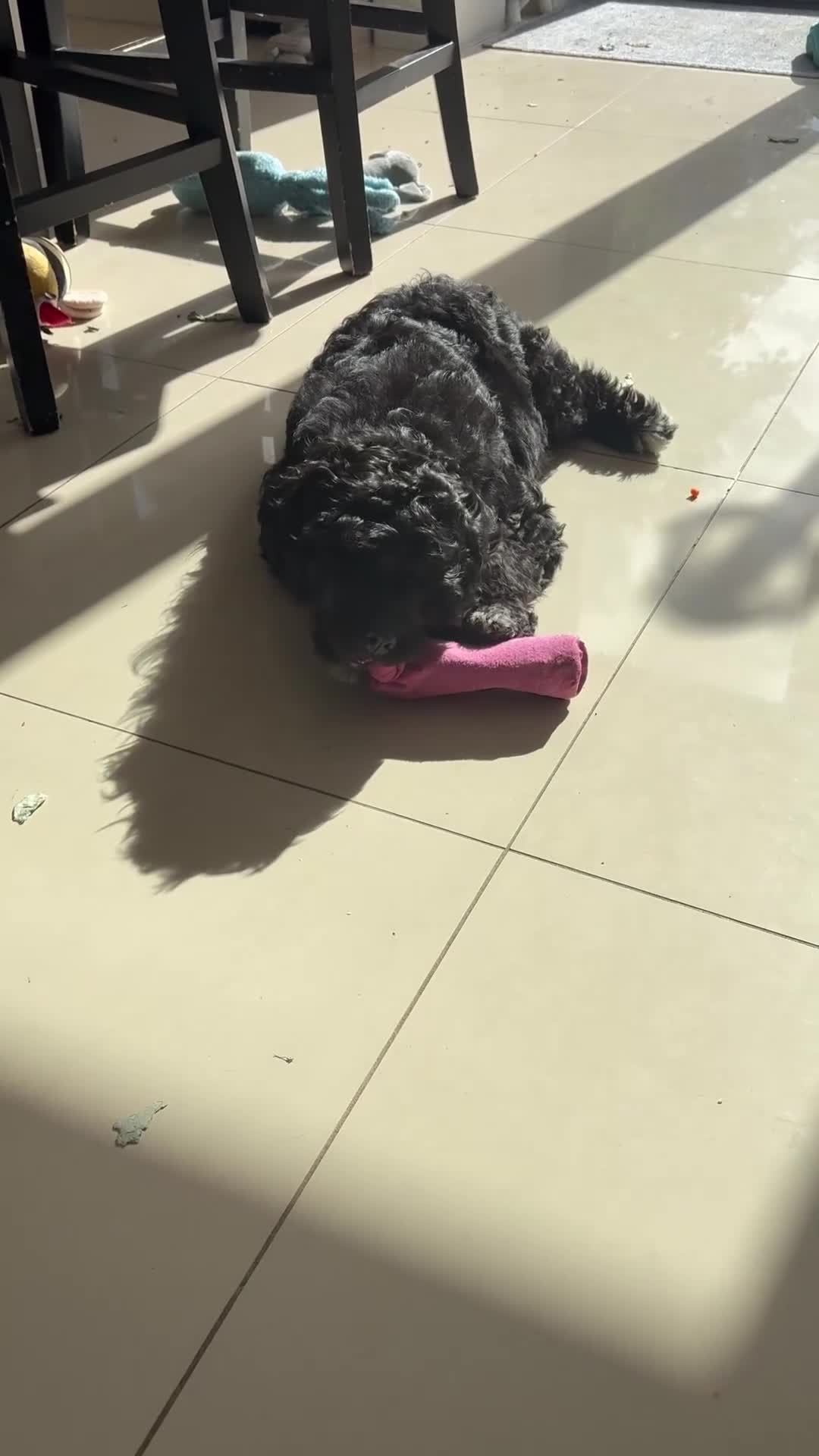 Portuguese Water Dog dogs for sale: Allergy-Friendly Puppy Ready for Her Forever Home - Video 1