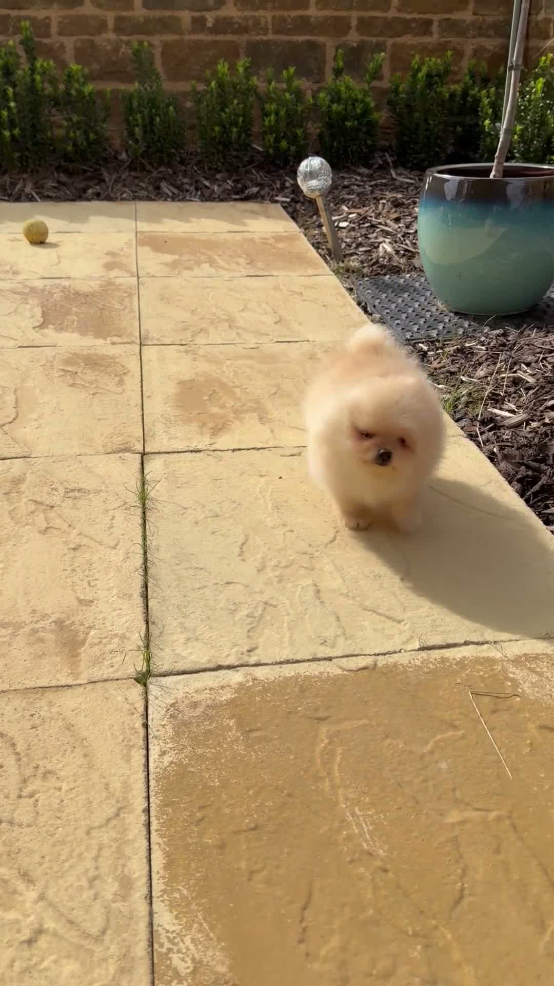 Pomeranian dogs for sale: Beautiful Poms - Video 1