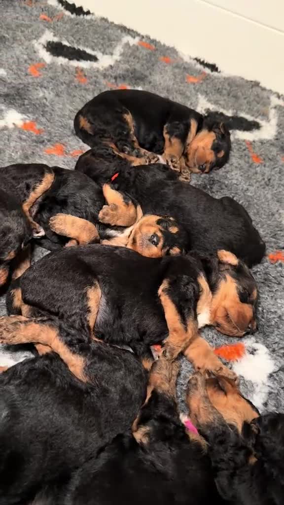 Airedale Terrier dogs for sale: KC Female Airedale Puppy🌟🐾 - Video 2