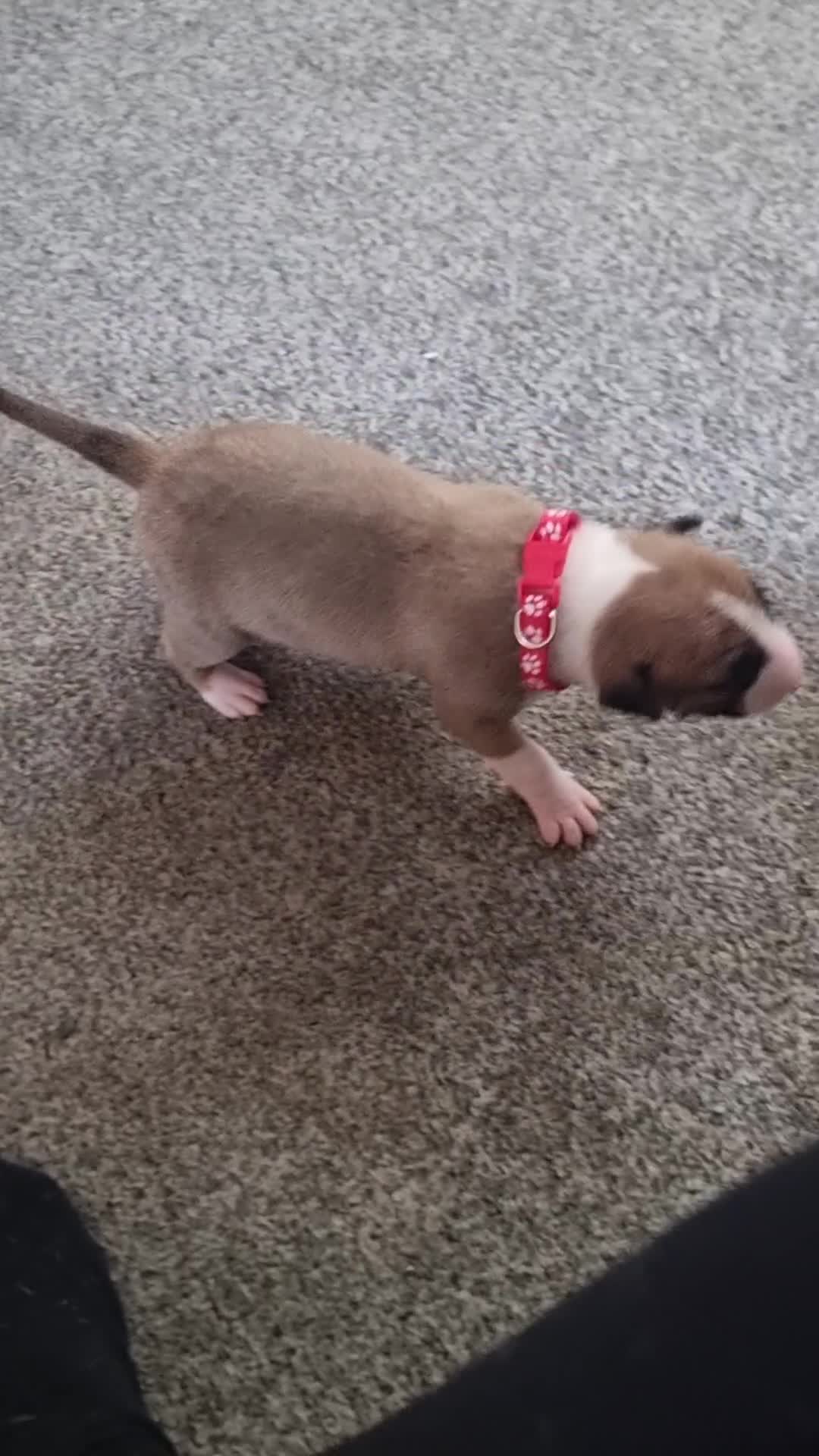 English Bull Terrier dogs for sale: English bull terrier  - Video 1