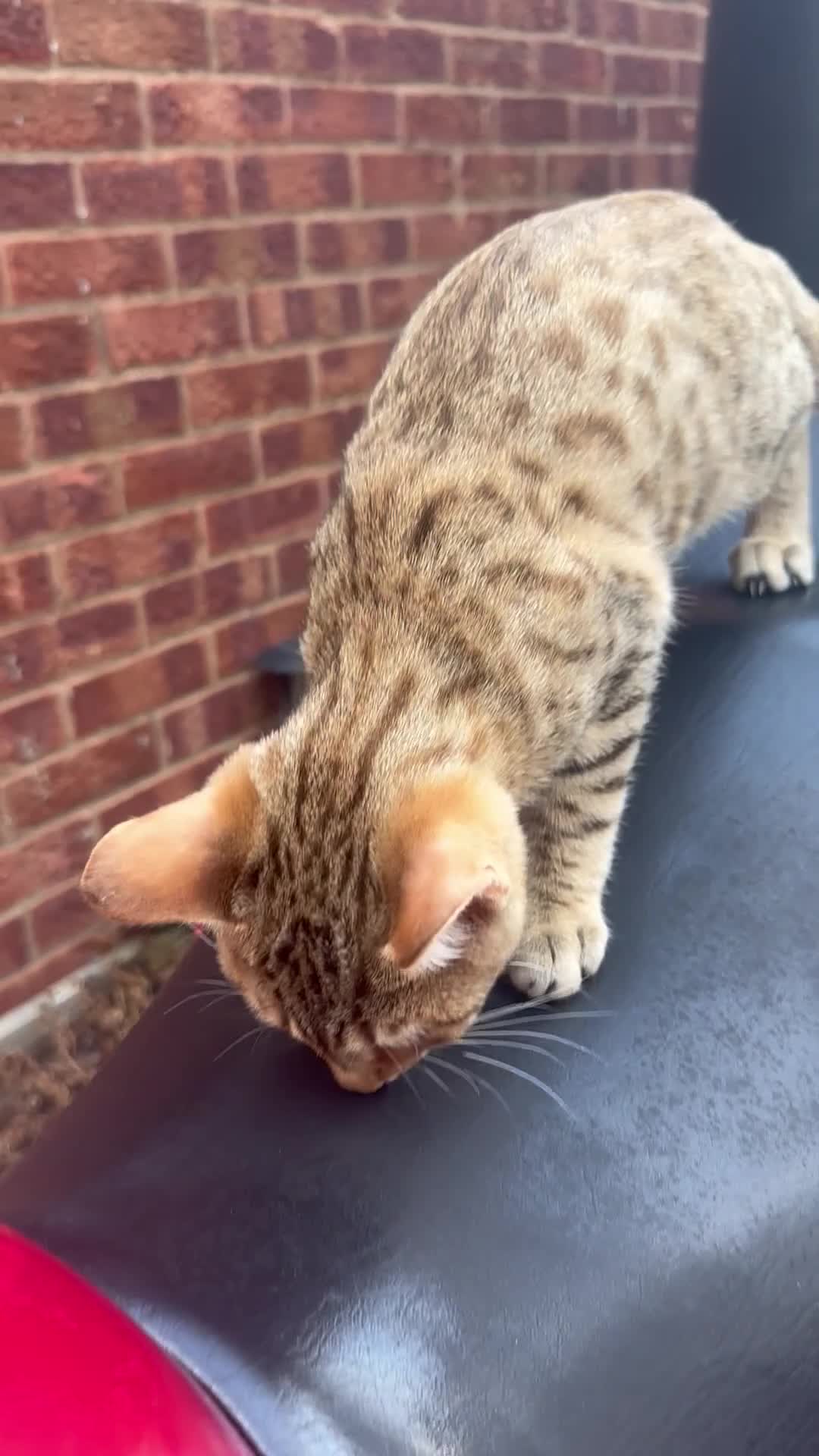 Bengal cats for sale: Bengal kittens  - Video 2